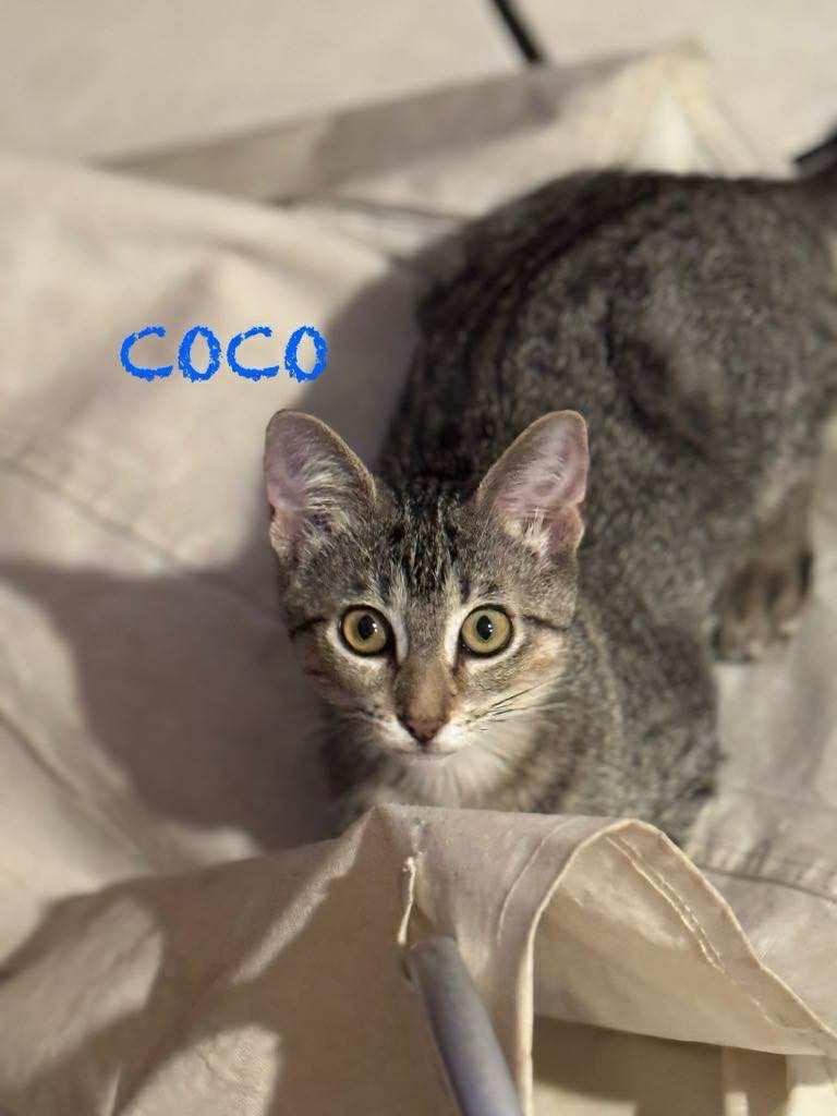 Coco