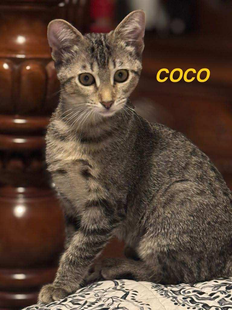 Coco