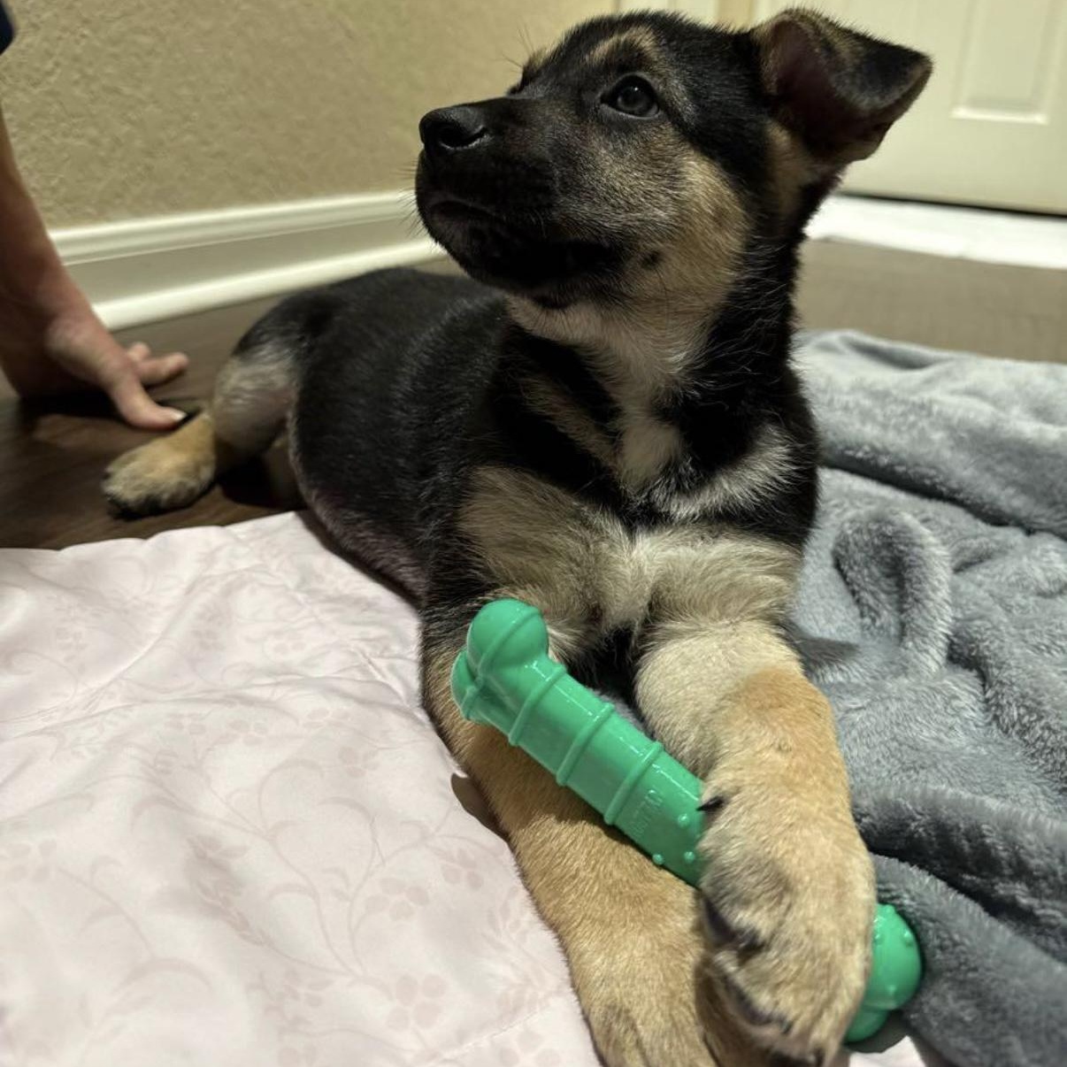 Enlarge Valor, a Adoptable mixed breed in Austin, TX image 1/6