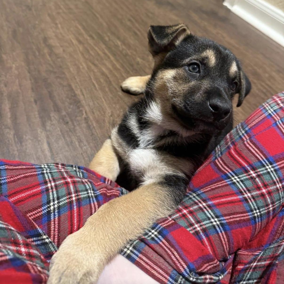 Enlarge Valor, a Adoptable mixed breed in Austin, TX image 4/6