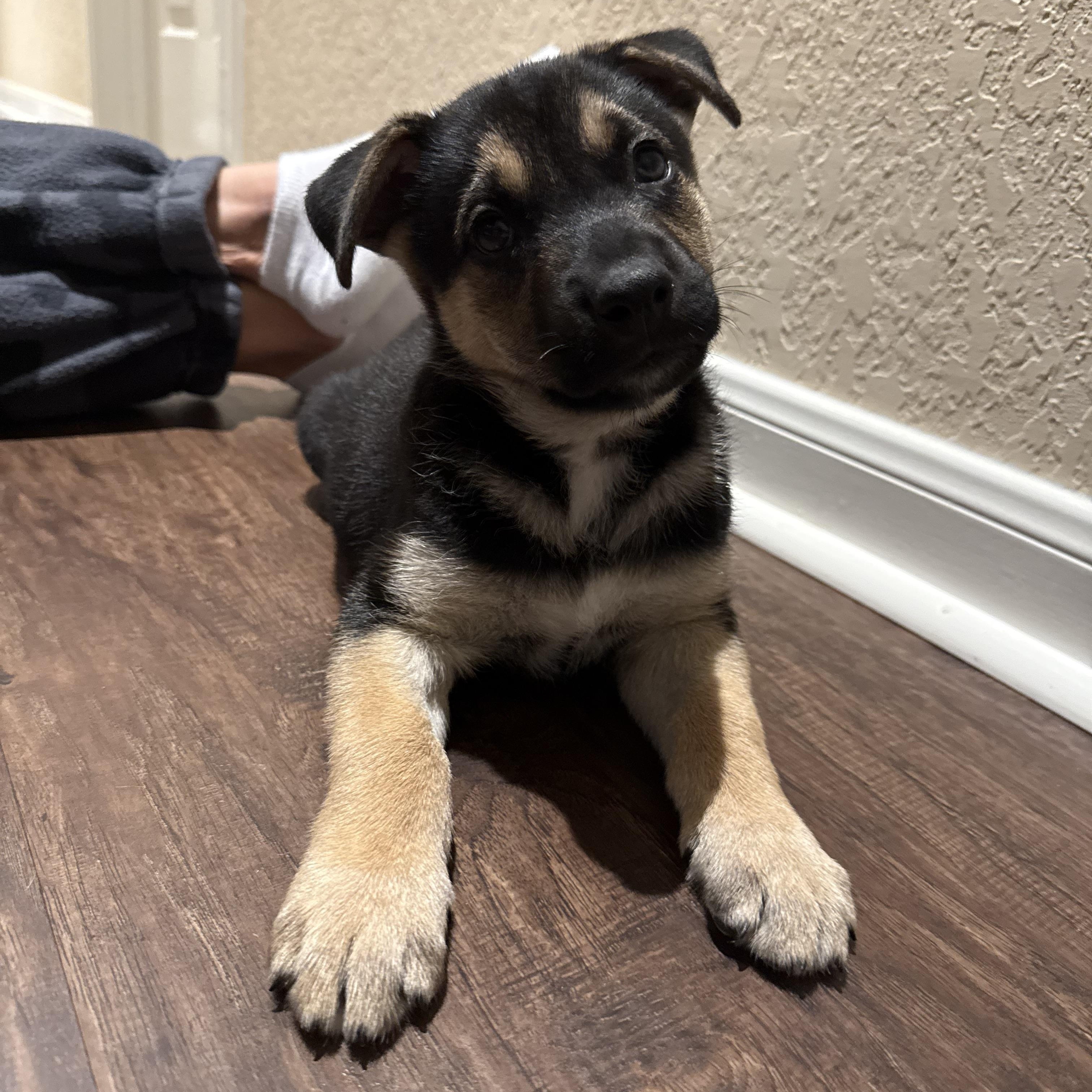 Enlarge Valor, a Adoptable mixed breed in Austin, TX image 6/6