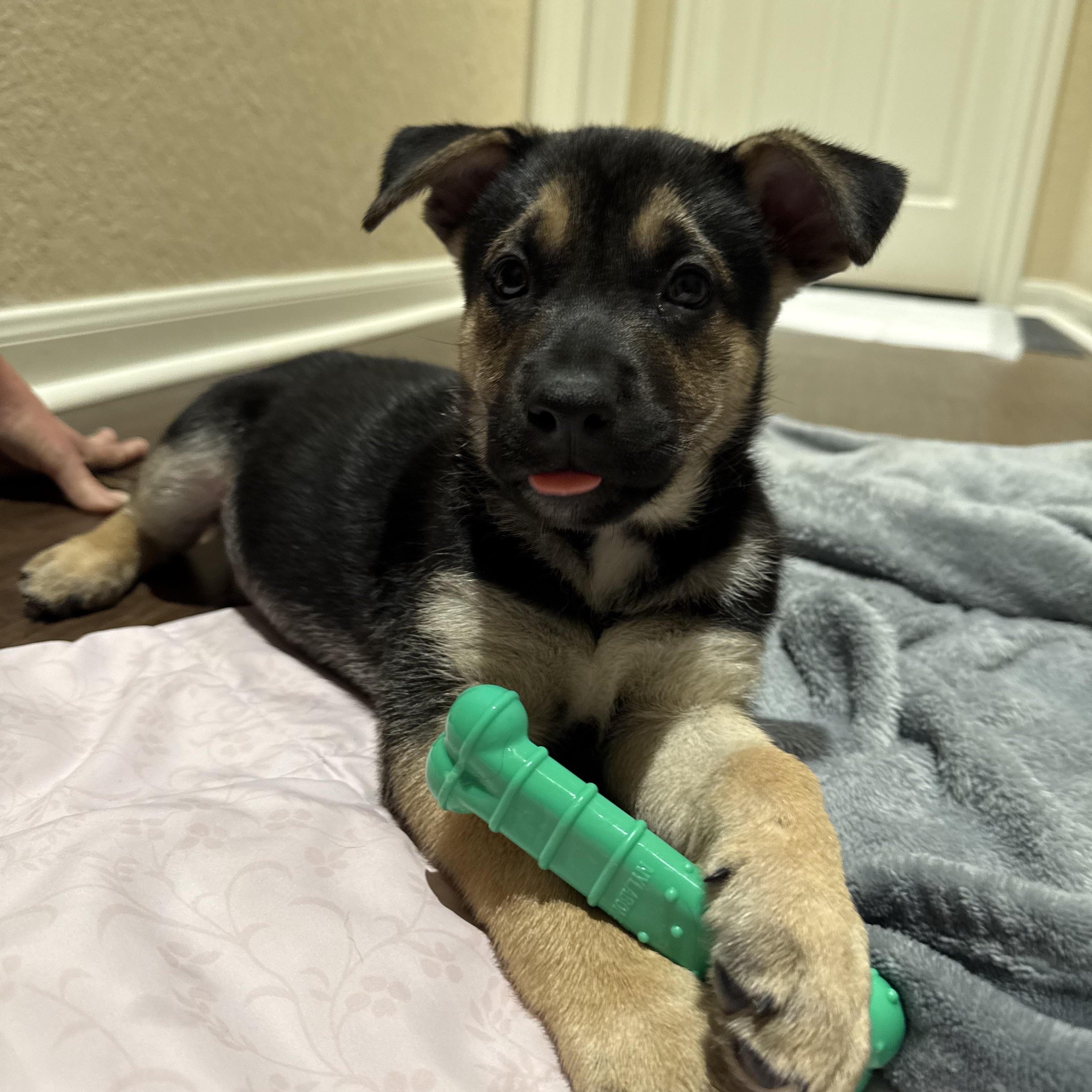 Enlarge Valor, a Adoptable mixed breed in Austin, TX image 2/6