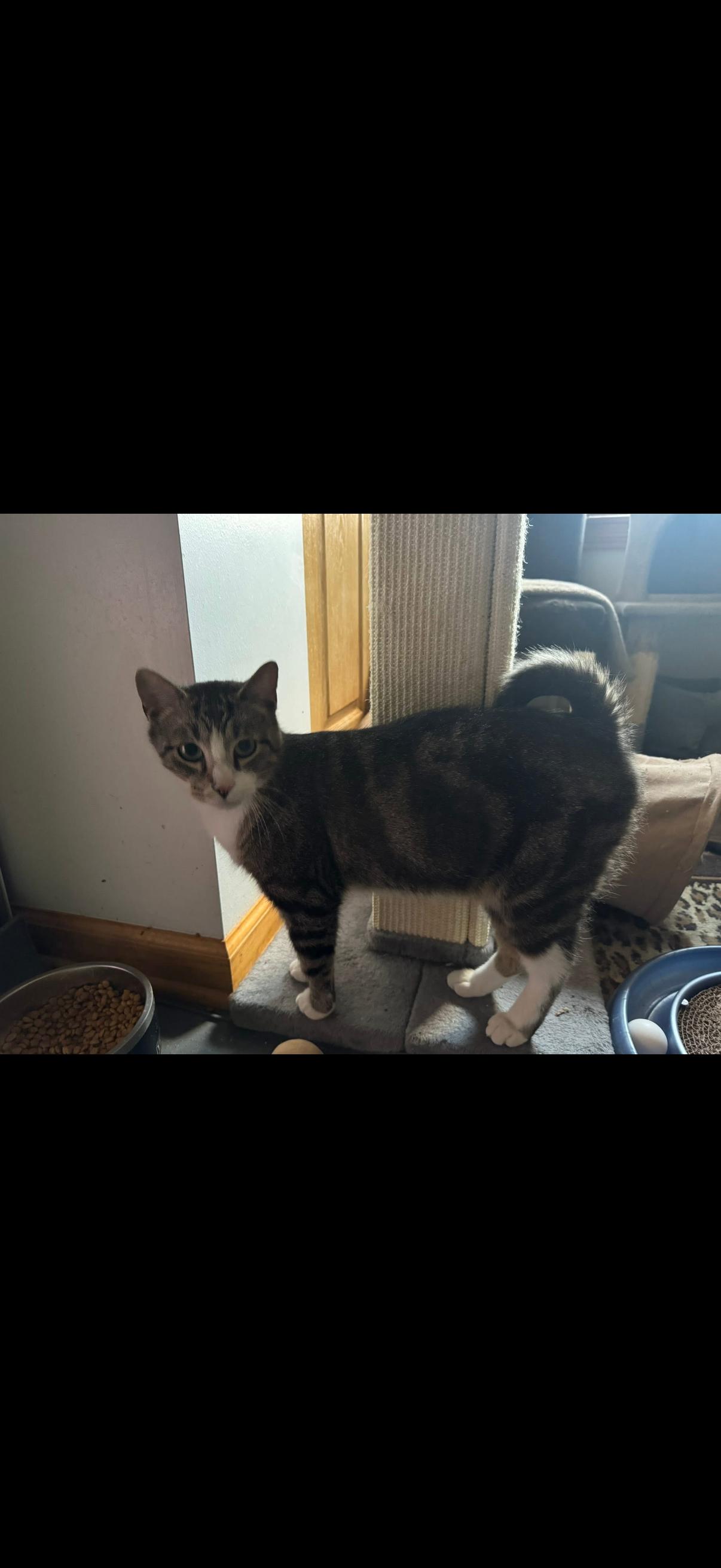 Enlarge Kane, a Adopted Domestic Short Hair in Verona, PA image 2/2