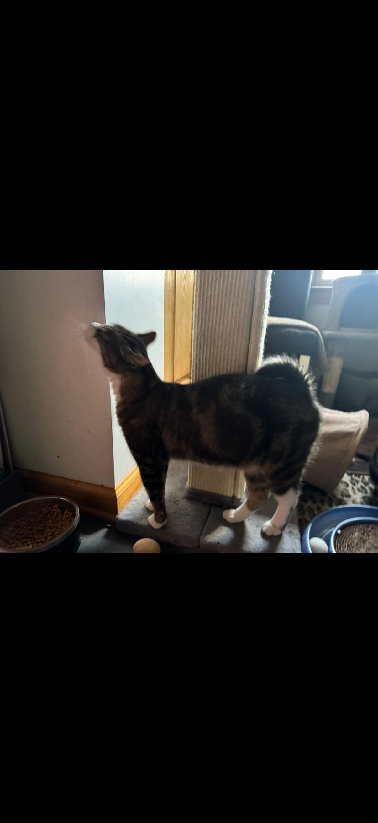 Kane, Adopted, Adult Male Domestic Short Hair.