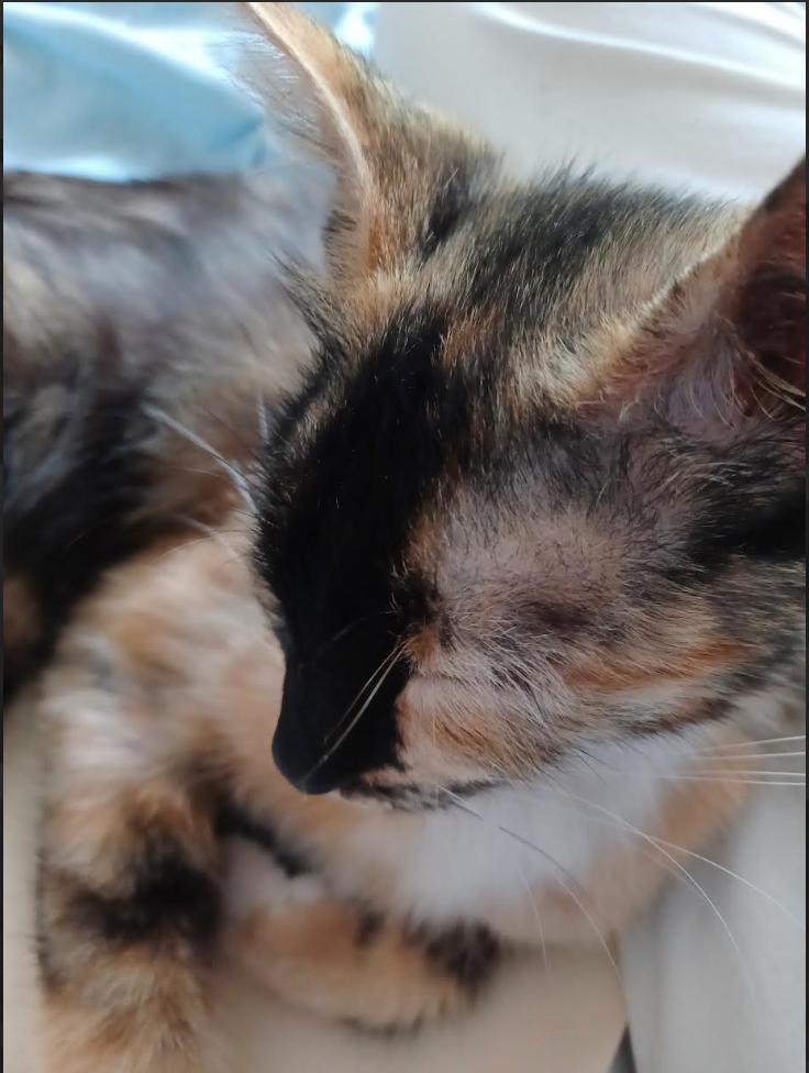 Enlarge Minerva, a Adopted mixed breed in Denver, CO image 5/6