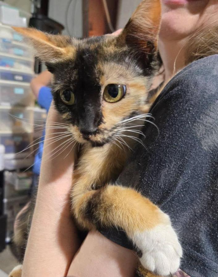 Minerva, Adopted, Young Female Domestic Short Hair & Tortoiseshell.