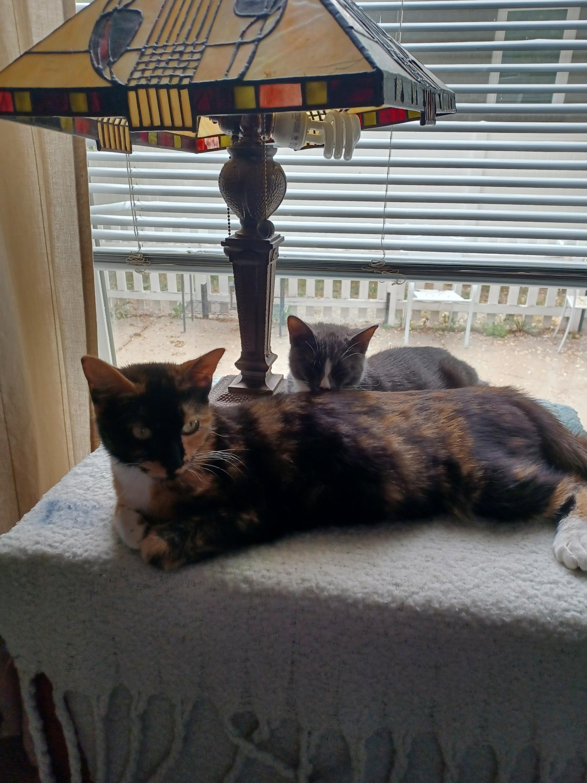 Enlarge Minerva, a Adopted mixed breed in Denver, CO image 2/6