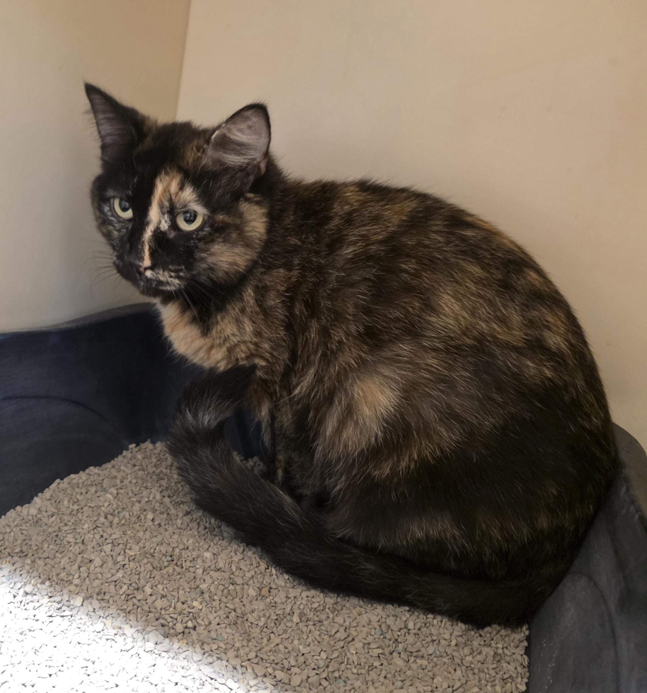 sb26-11, ADOPTABLE, Adult Female Domestic Short Hair.