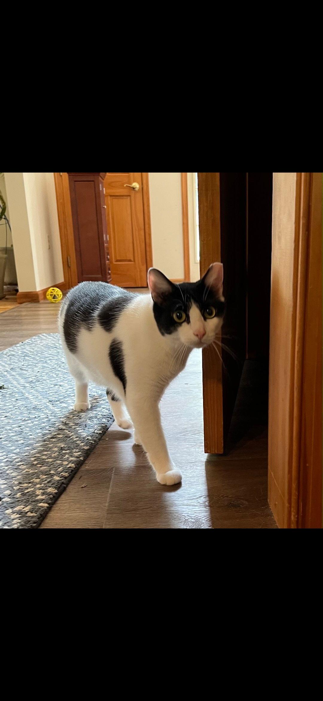 Enlarge Figaro, a Adoptable Domestic Short Hair in Harrisburg, PA image 1/1