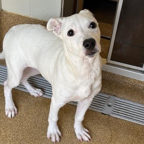Lilly, Adoptable, Adult Female Terrier & Mixed Breed.