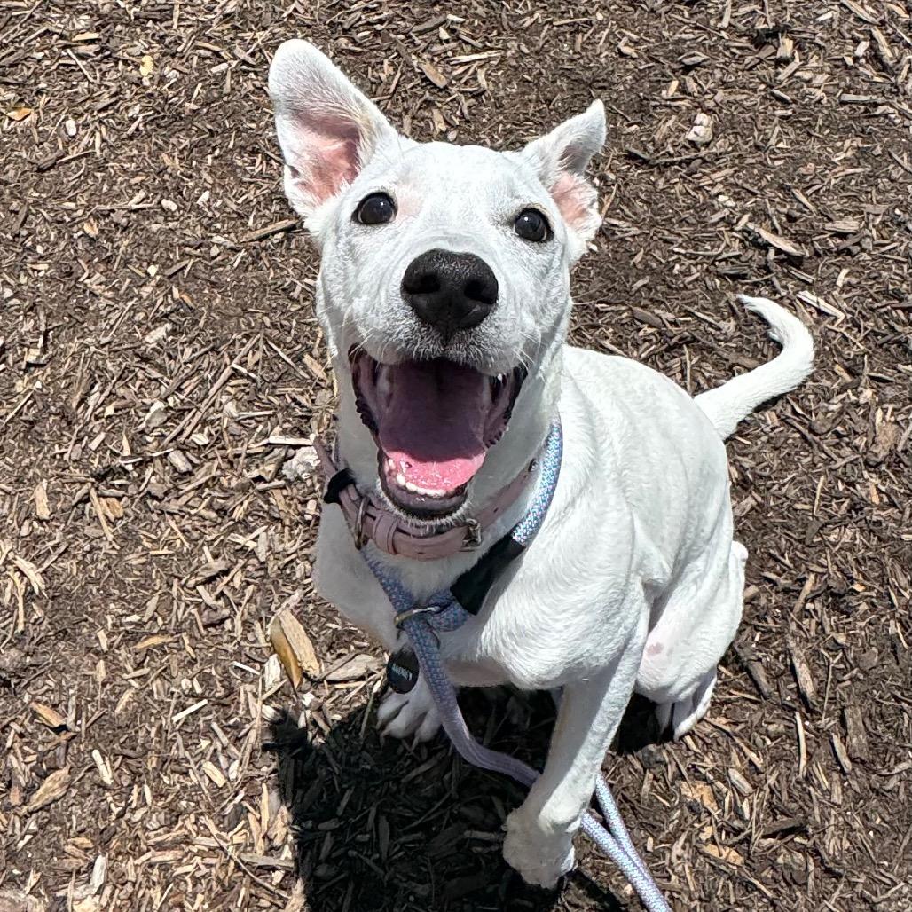 Enlarge Lilly, a Adoptable mixed breed in League City, TX image 2/6