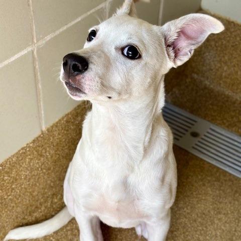 Enlarge Lilly, a Adoptable mixed breed in League City, TX image 3/6