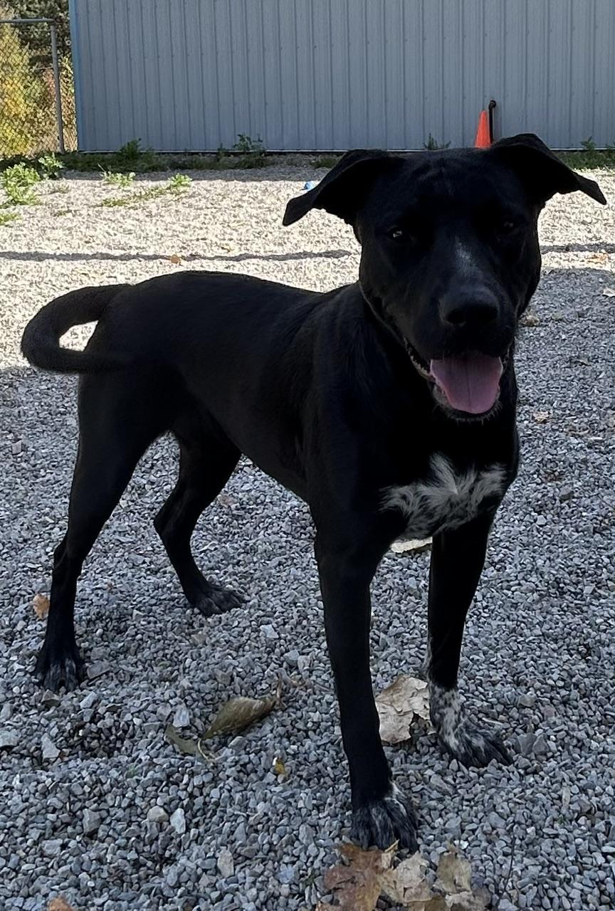 Enlarge Freckles, a Adoptable mixed breed in Kellogg, ID image 2/2