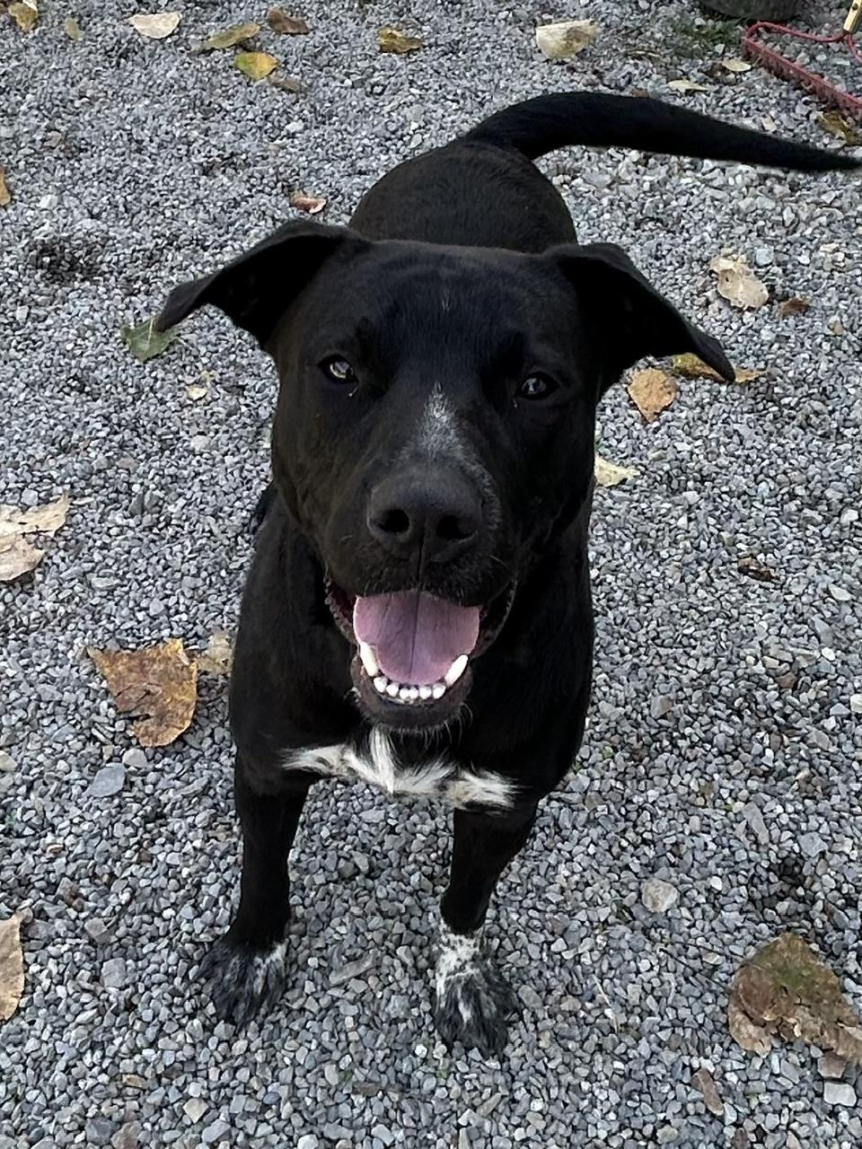 Freckles, Adoptable, Young Female Pit Bull Terrier.