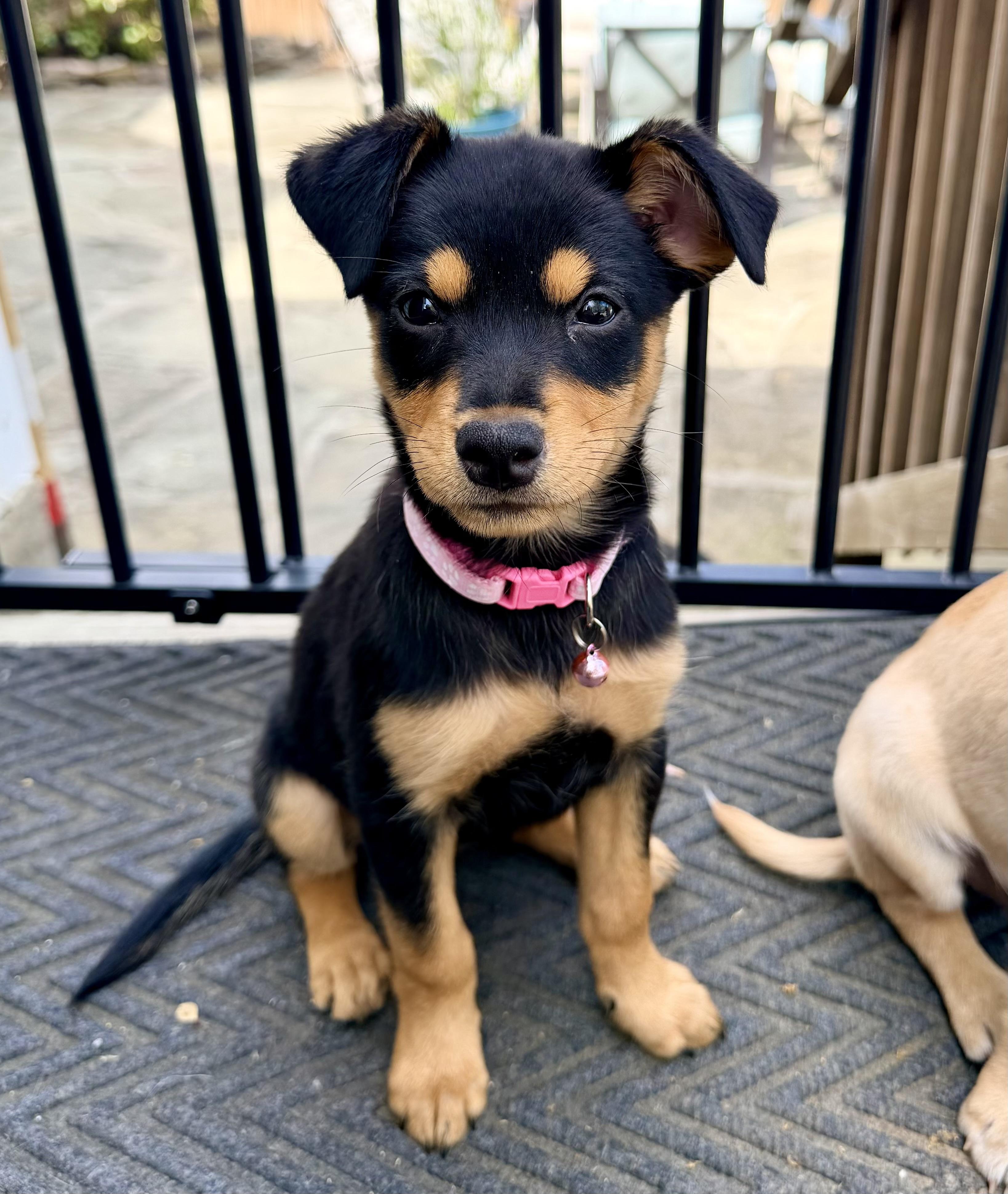 GIGI, adopted, Puppy Female Chihuahua & Chocolate Labrador Retriever.