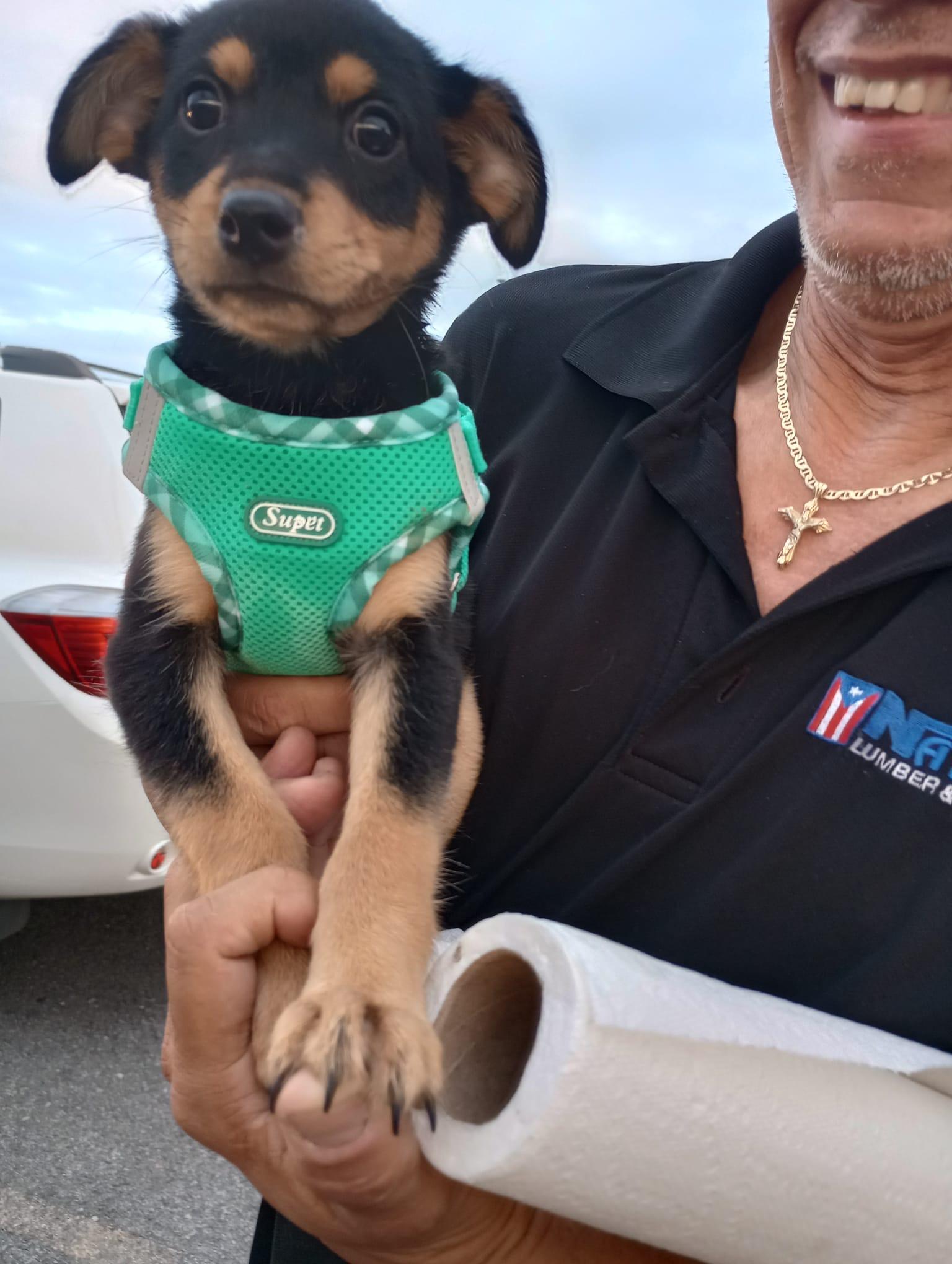 Enlarge GIGI, an adopted mixed breed in Falls Church, VA image 5/6