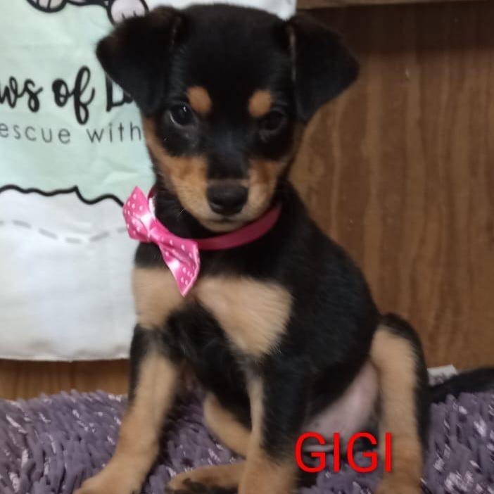 Enlarge GIGI, an adopted mixed breed in Falls Church, VA image 4/6
