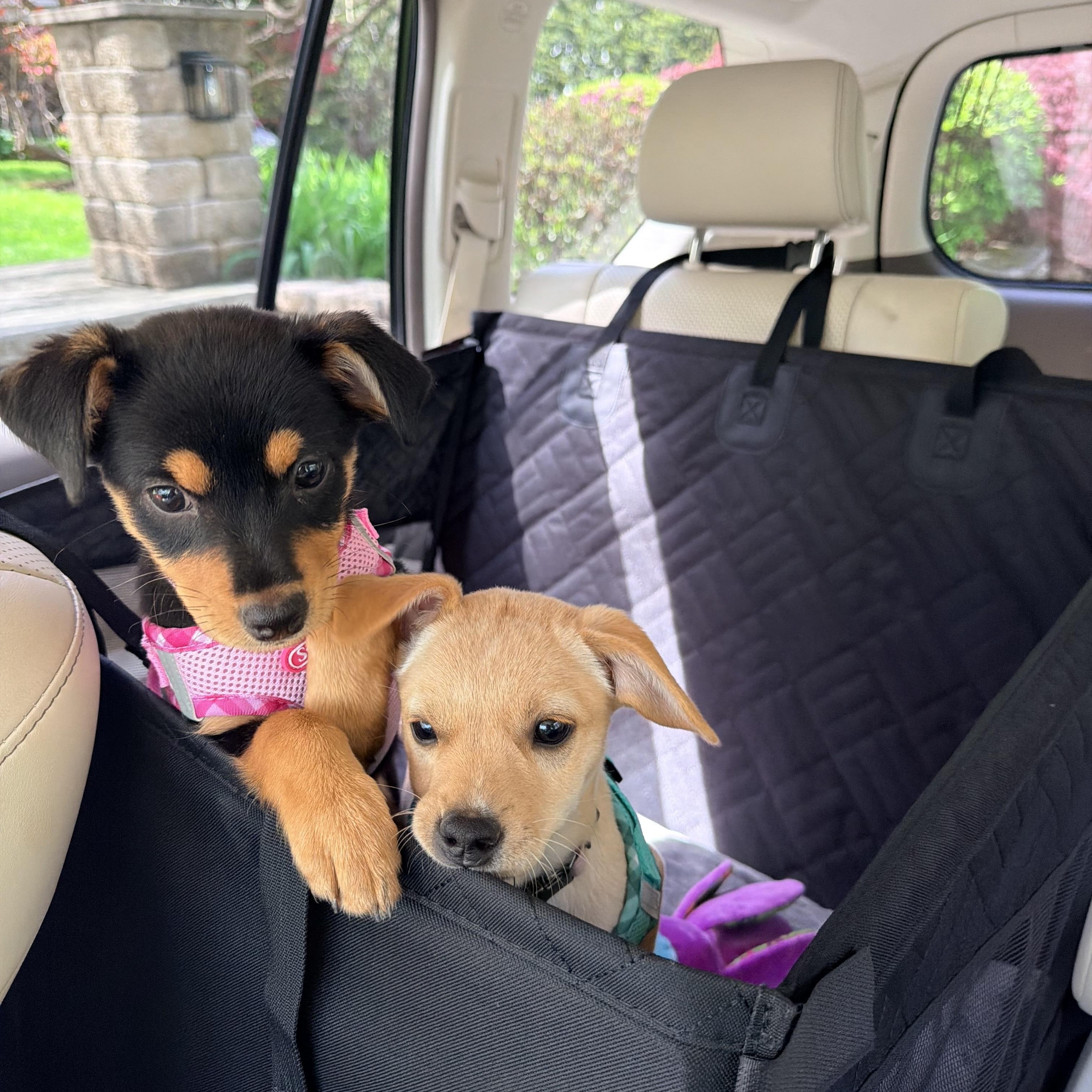 Enlarge GIGI, an adopted mixed breed in Falls Church, VA image 3/6