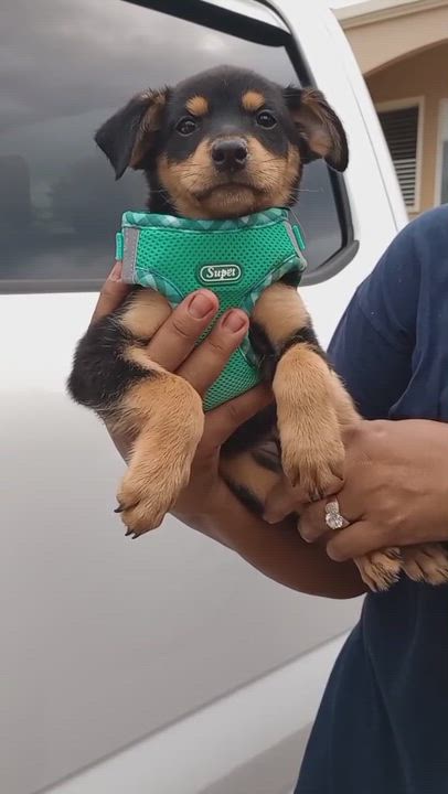 Enlarge GIGI, an adopted mixed breed in Falls Church, VA video 6/6