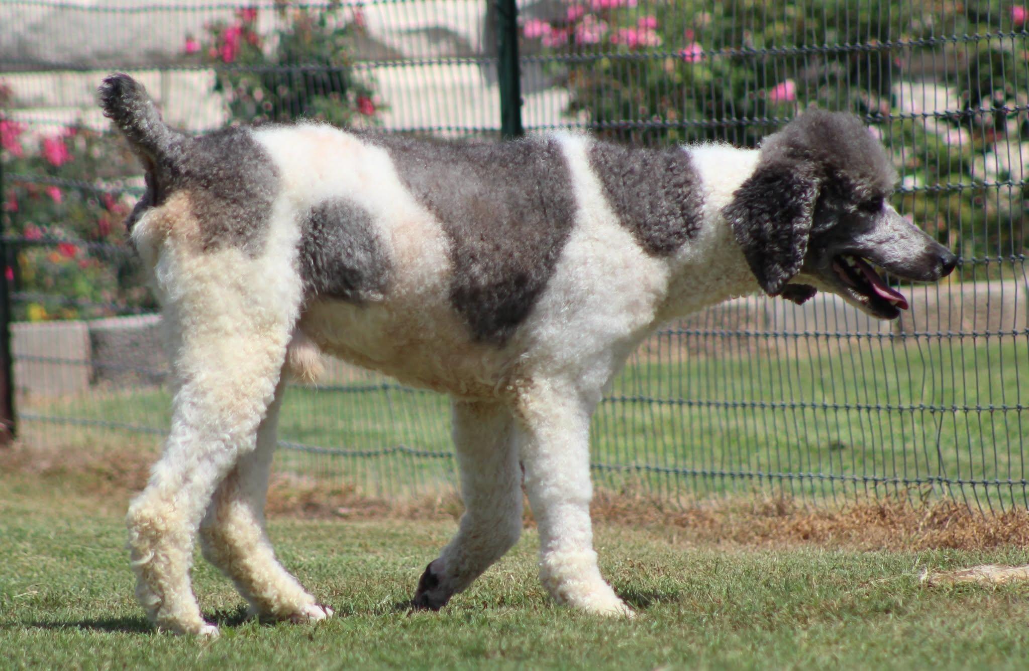 Bon Scott, a ADOPTABLE Standard Poodle in Temple, TX image 2/5
