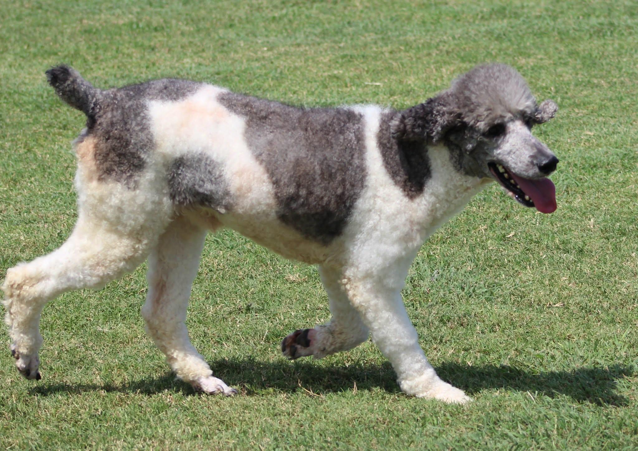 Bon Scott, a ADOPTABLE Standard Poodle in Temple, TX image 5/5