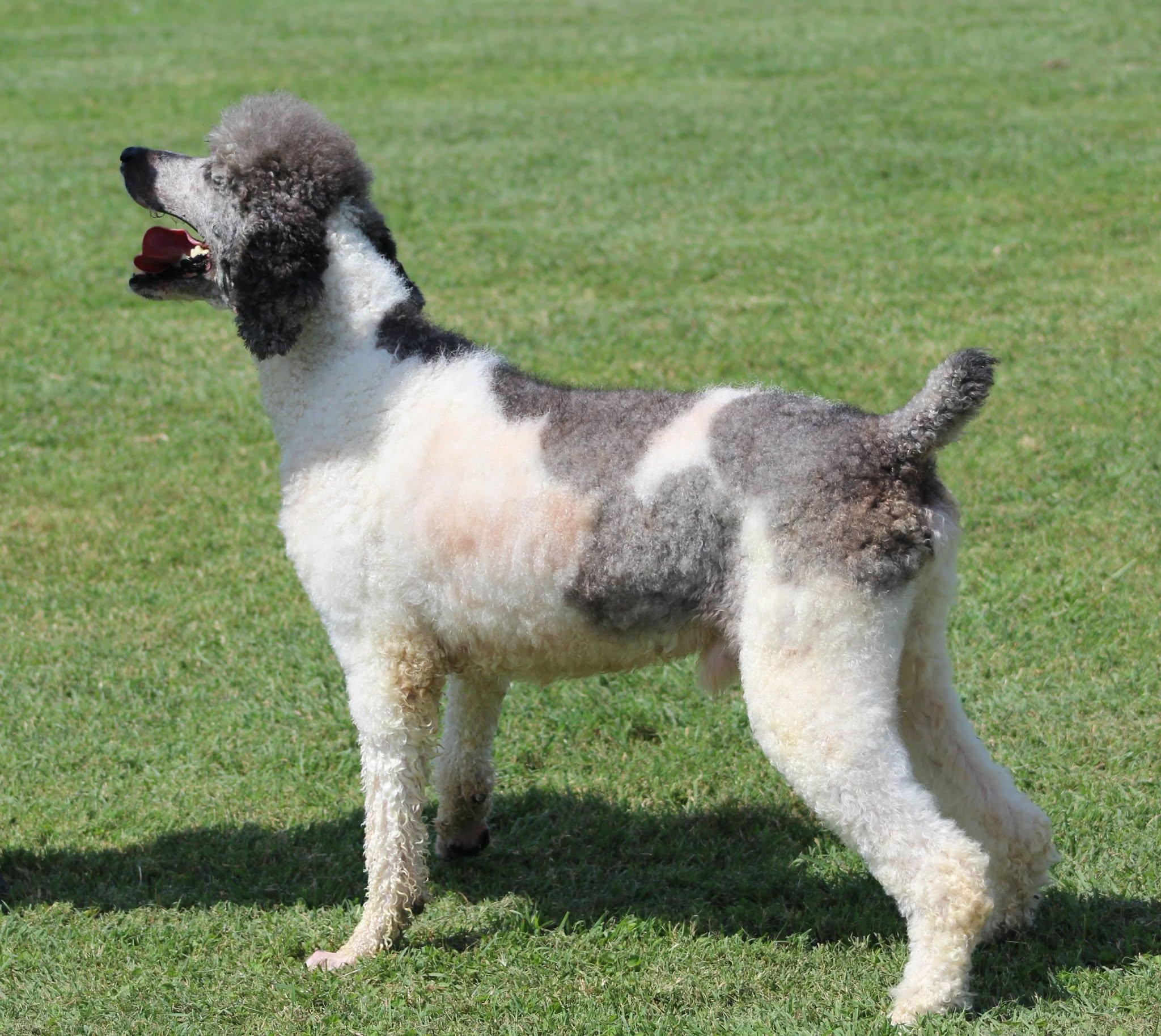 Bon Scott, a ADOPTABLE Standard Poodle in Temple, TX image 3/5