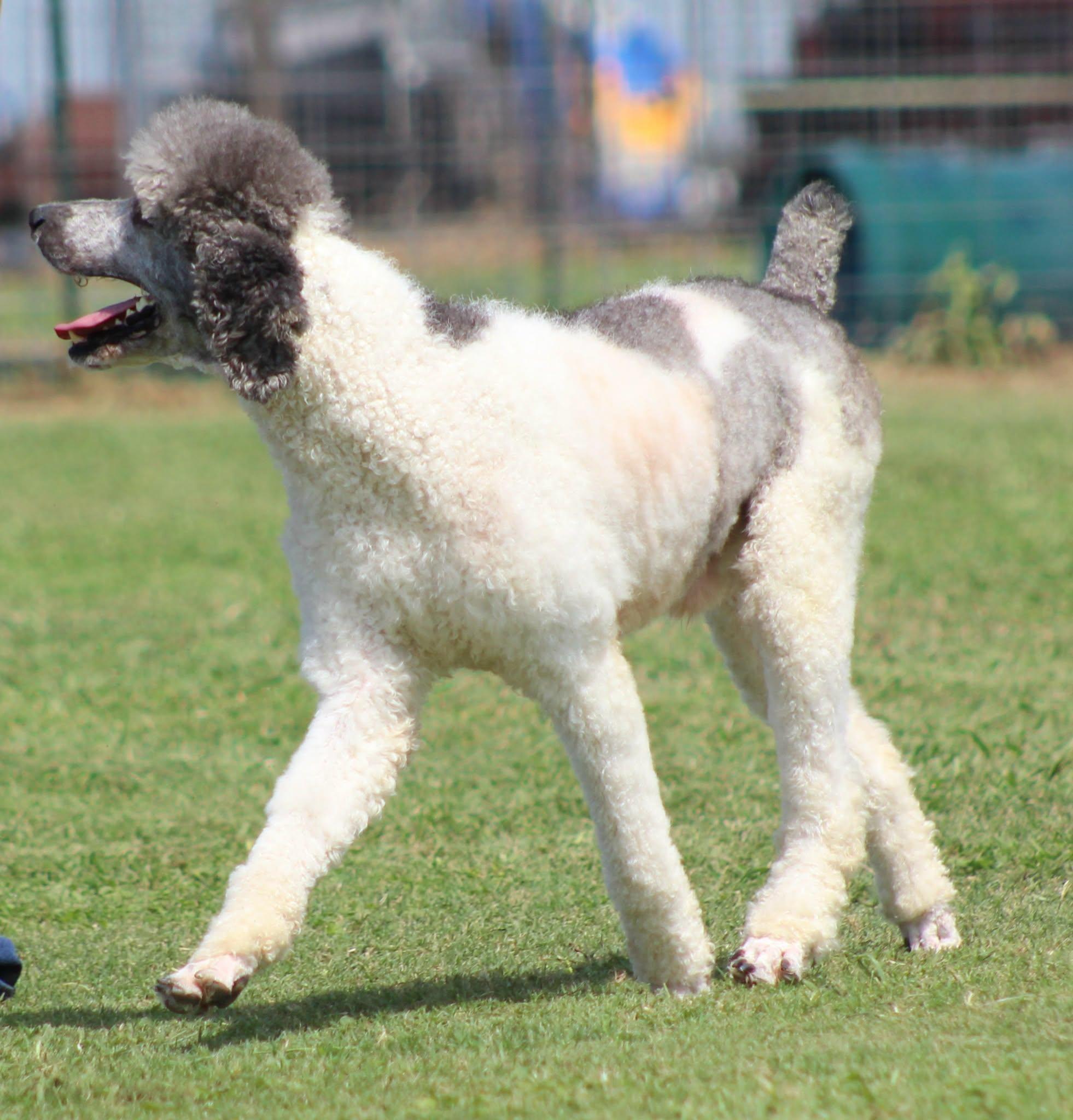 Bon Scott, a ADOPTABLE Standard Poodle in Temple, TX image 4/5