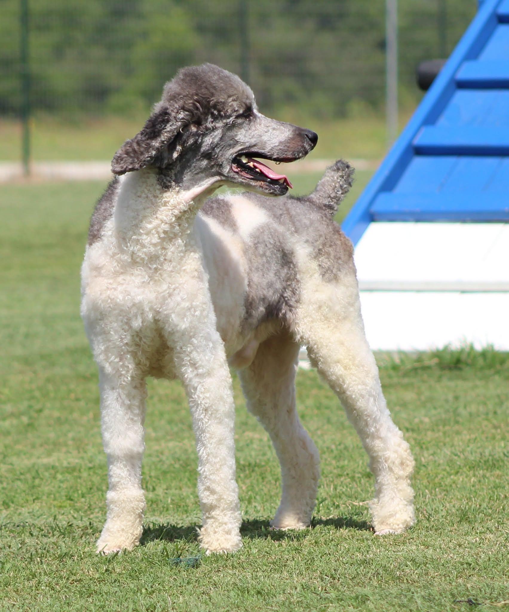 Bon Scott, a ADOPTABLE Standard Poodle in Temple, TX image 1/5