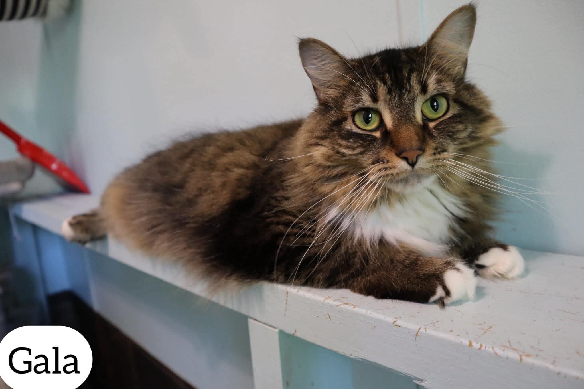 Gala, adopted, Adult Female Domestic Long Hair.