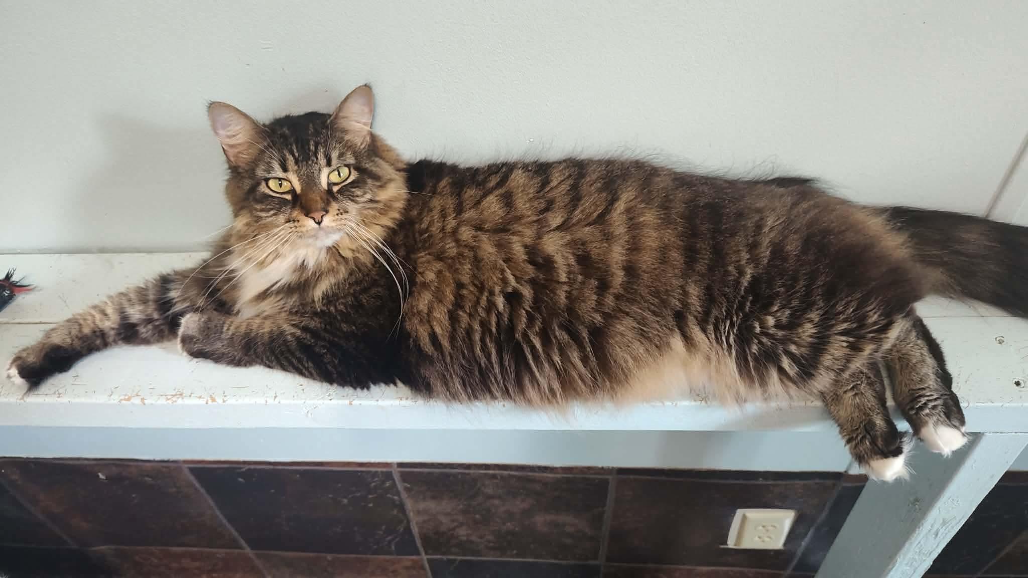 Gala, an adopted Domestic Long Hair in Dyersburg, TN image 2/3