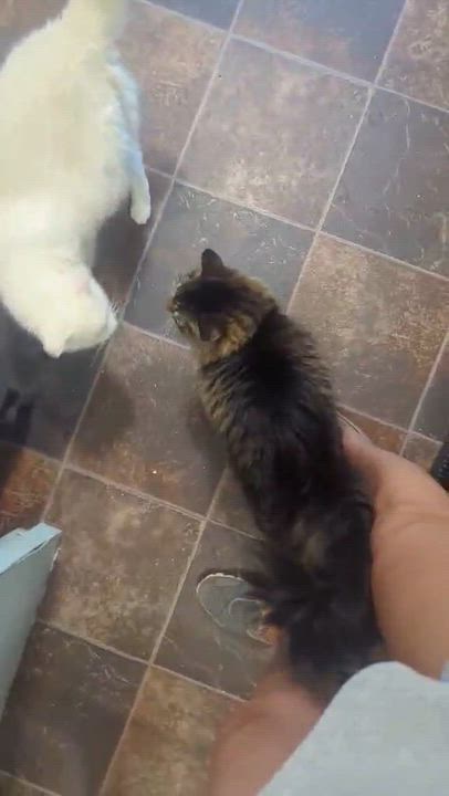 Enlarge Gala, an adopted Domestic Long Hair in Dyersburg, TN video 3/3