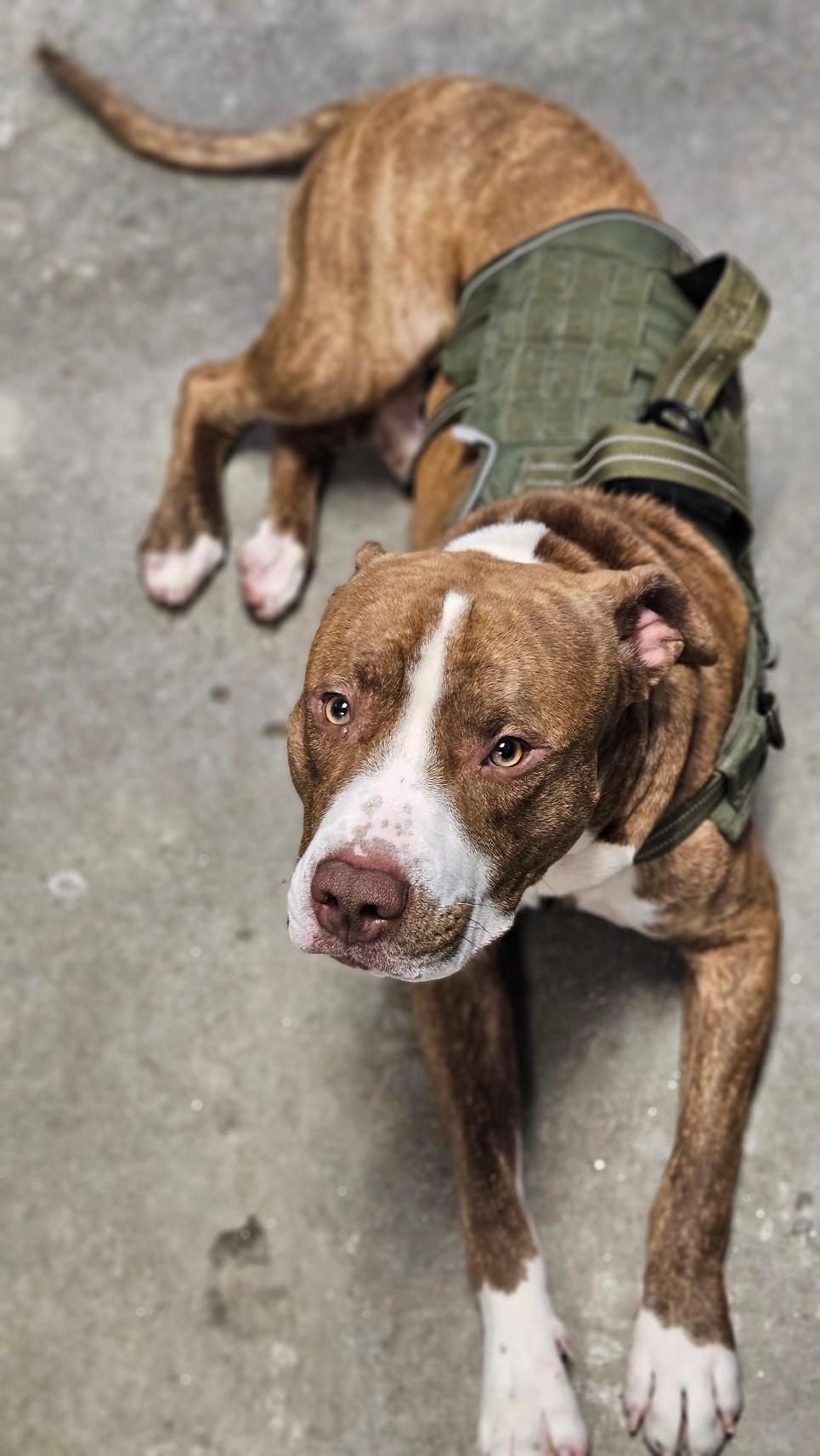 Enlarge Rocco, an adopted American Staffordshire Terrier in Windsor, CT image 3/3