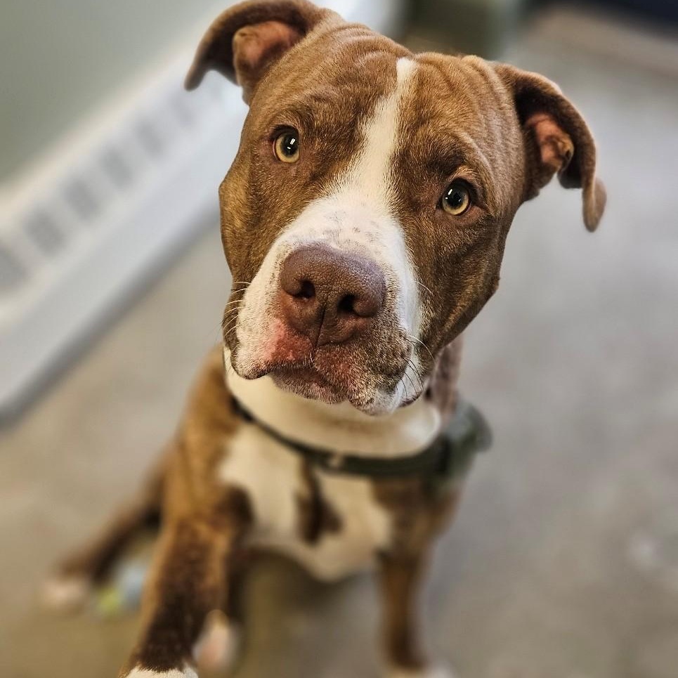 Rocco, adopted, Young Male American Staffordshire Terrier.