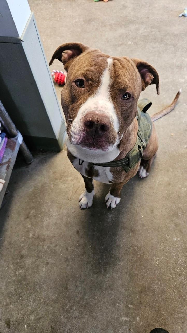 Enlarge Rocco, an adopted American Staffordshire Terrier in Windsor, CT image 2/3