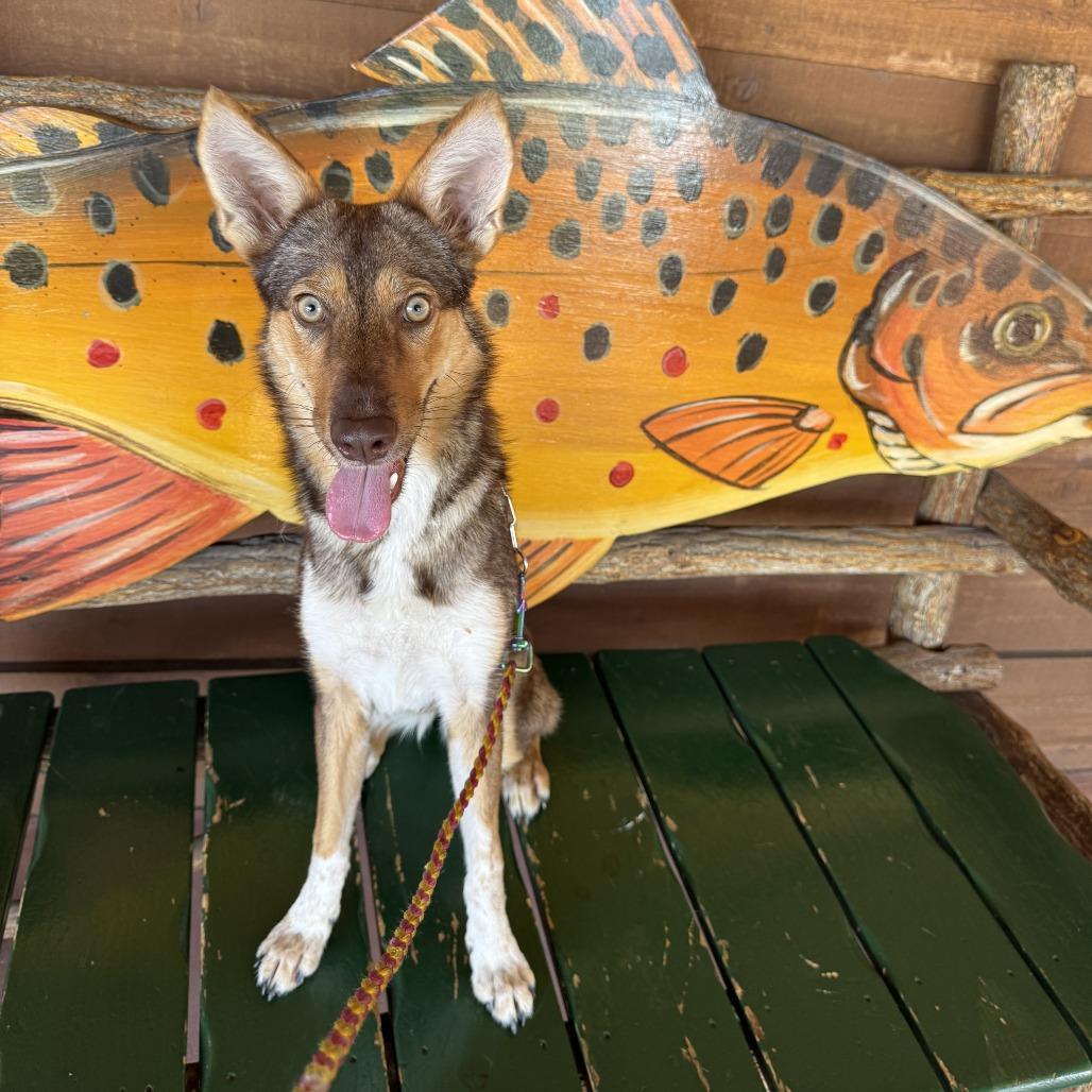 Enlarge Honey, a Adoptable mixed breed in Las Vegas, NV image 1/1