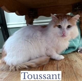 Toussant, an adopted Domestic Short Hair in Berkeley Springs, WV image 2/3