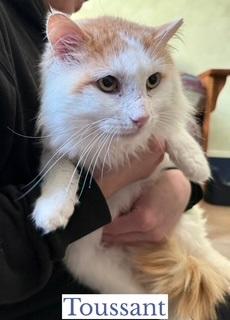 Toussant, an adopted Domestic Short Hair in Berkeley Springs, WV image 1/3