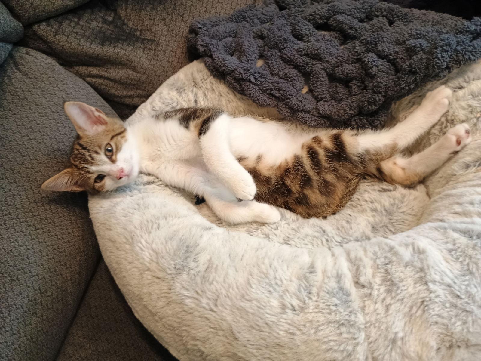 Apollo, Adopted, Kitten Male Domestic Short Hair.