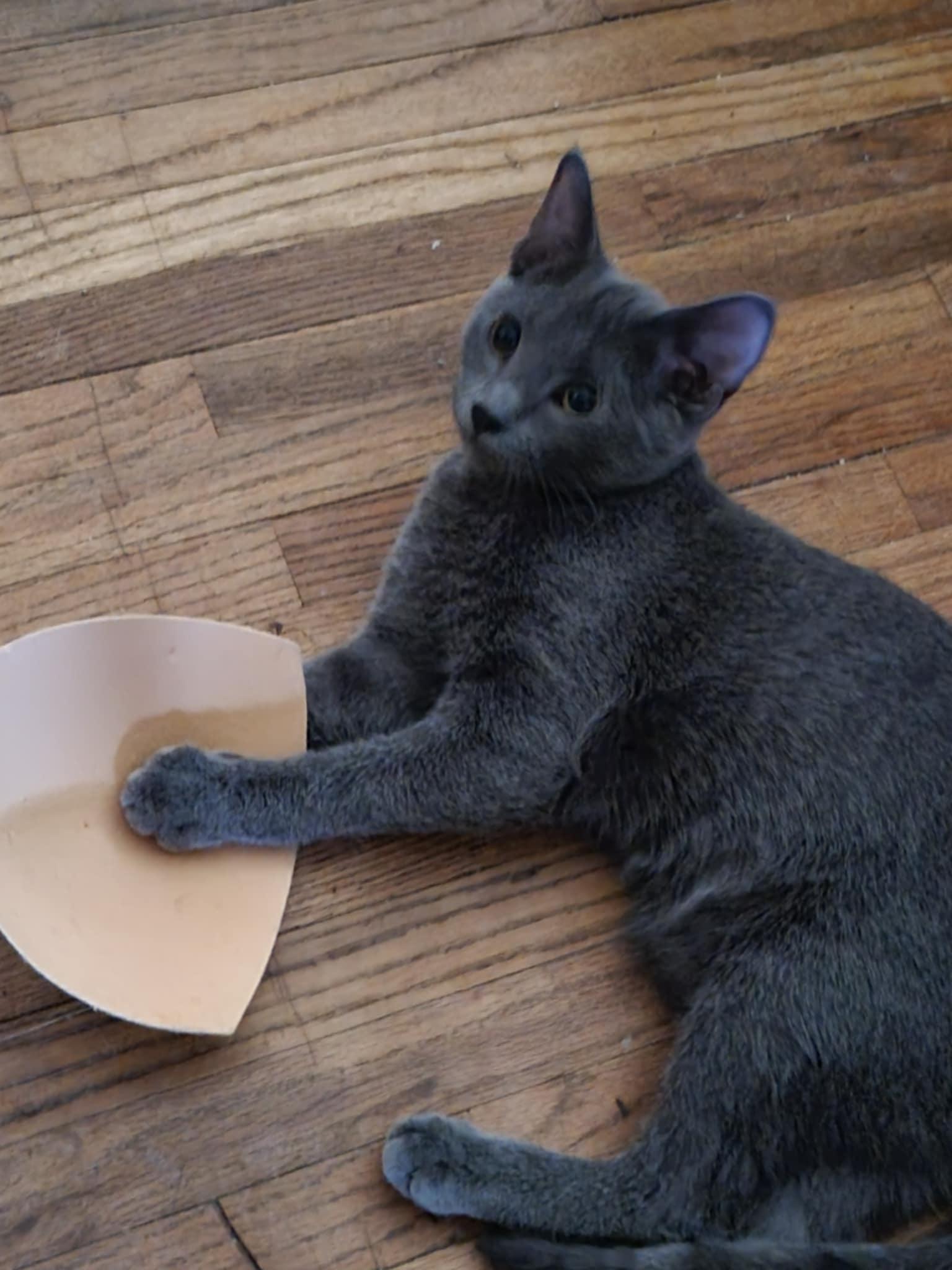 Enlarge Dottie, a Adoptable Domestic Short Hair in Creston, IA image 4/6