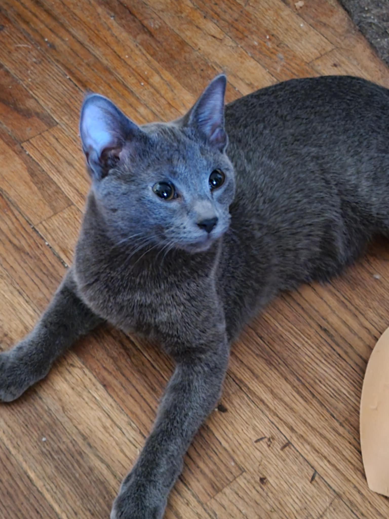 Enlarge Dottie, a Adoptable Domestic Short Hair in Creston, IA image 3/6