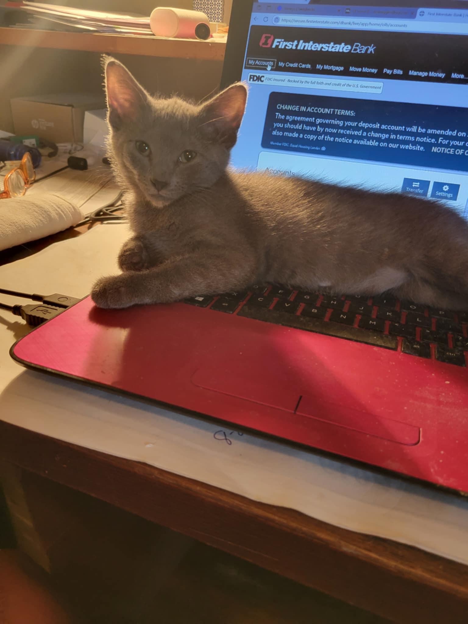 Enlarge Dottie, a Adoptable Domestic Short Hair in Creston, IA image 1/6