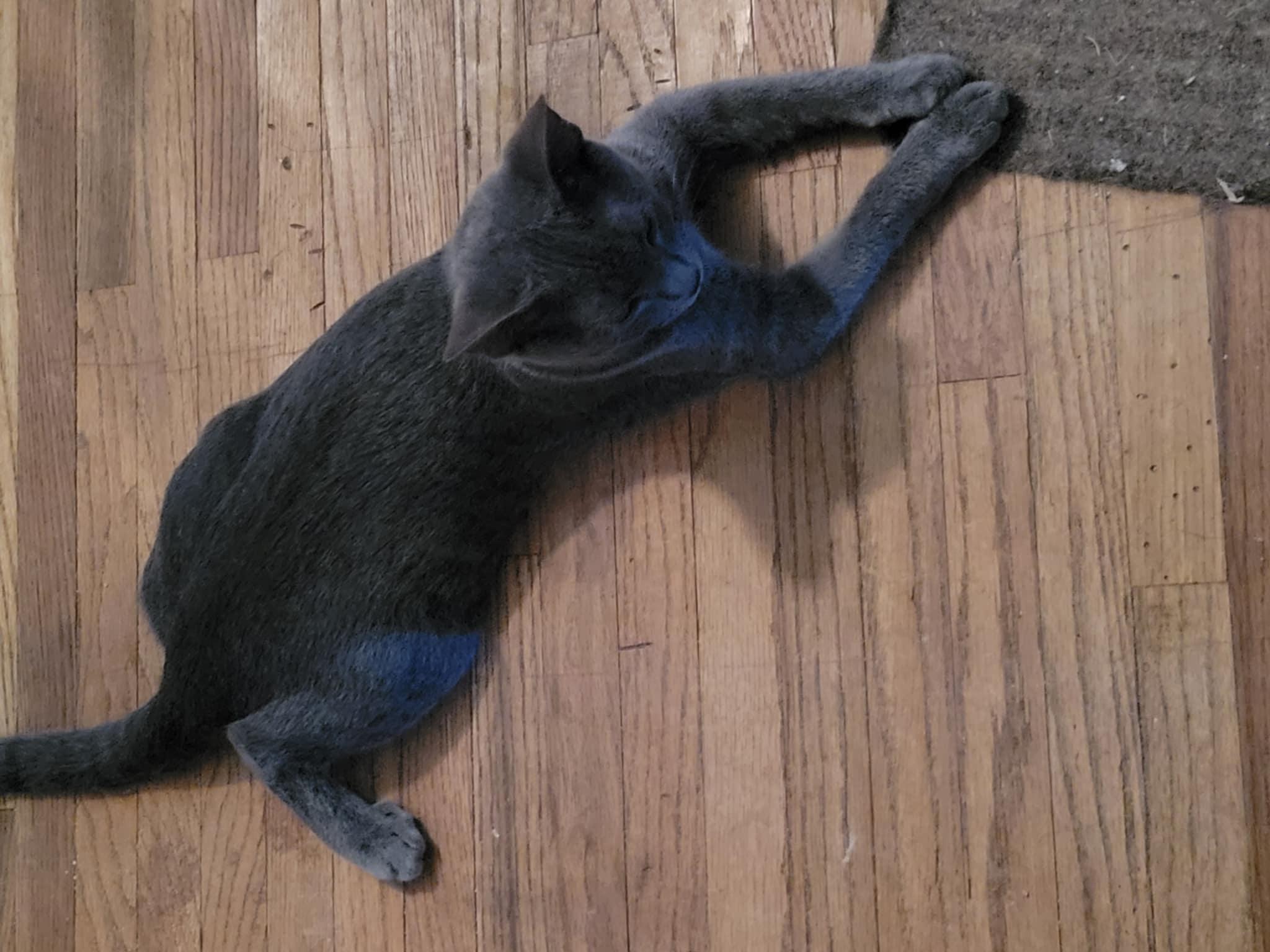 Enlarge Dottie, a Adoptable Domestic Short Hair in Creston, IA image 5/6