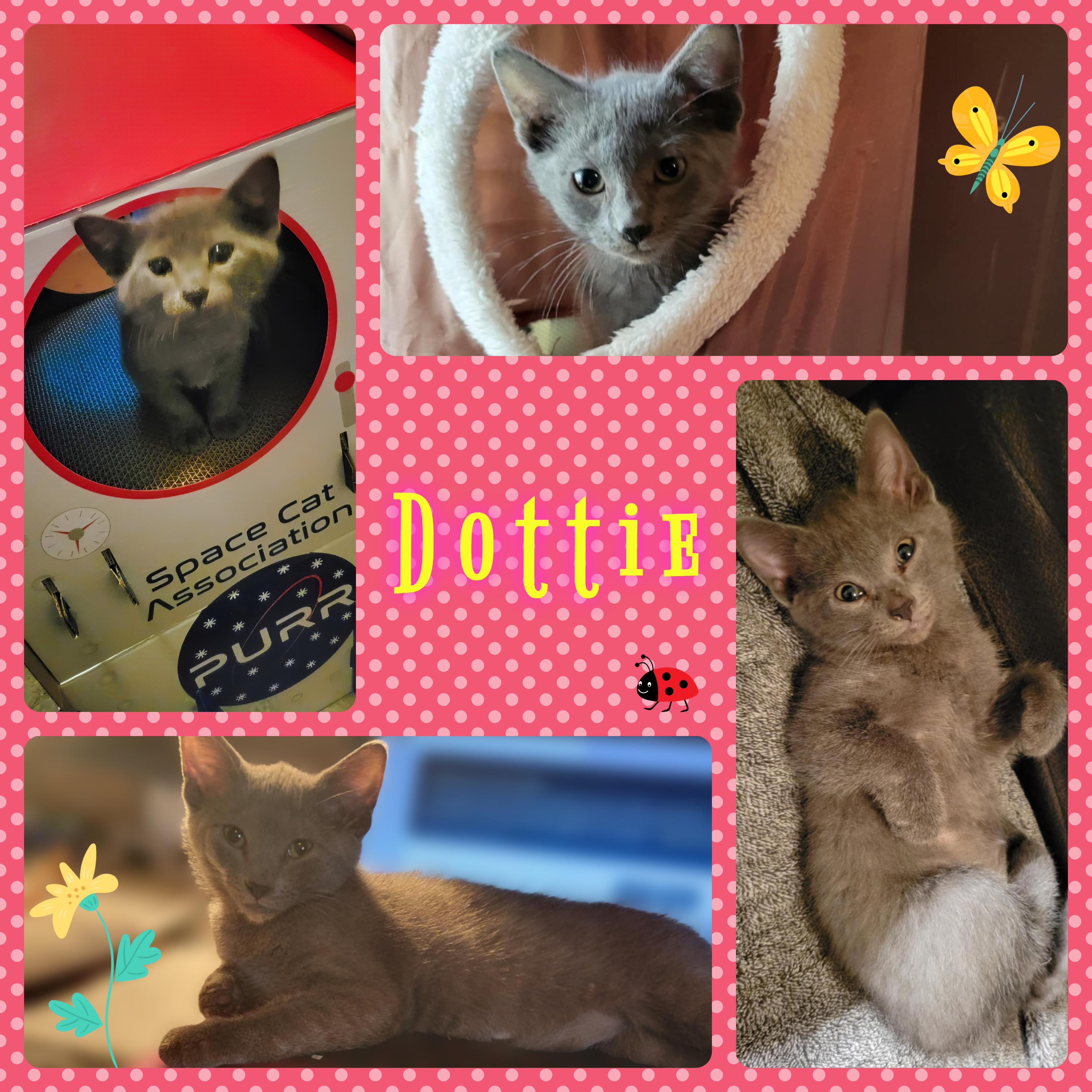 Dottie, Young Female Domestic Short Hair