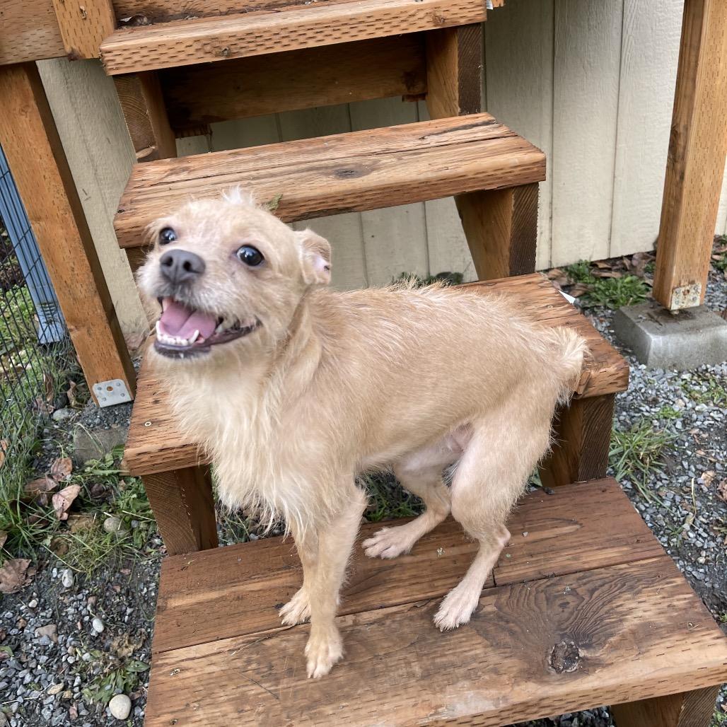 Enlarge ECHO, a Adoptable mixed breed in Graham, WA image 4/6