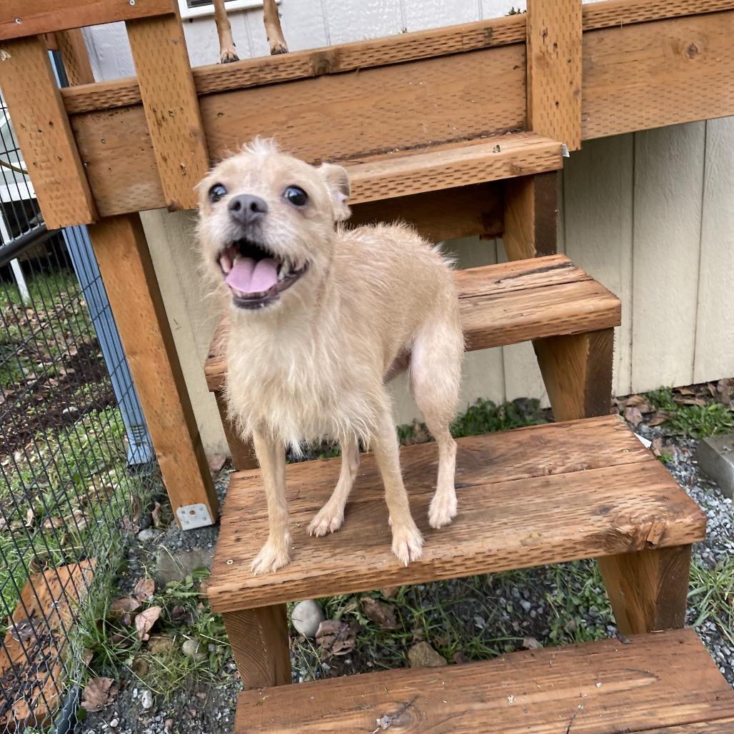Enlarge ECHO, a Adoptable mixed breed in Graham, WA image 5/6