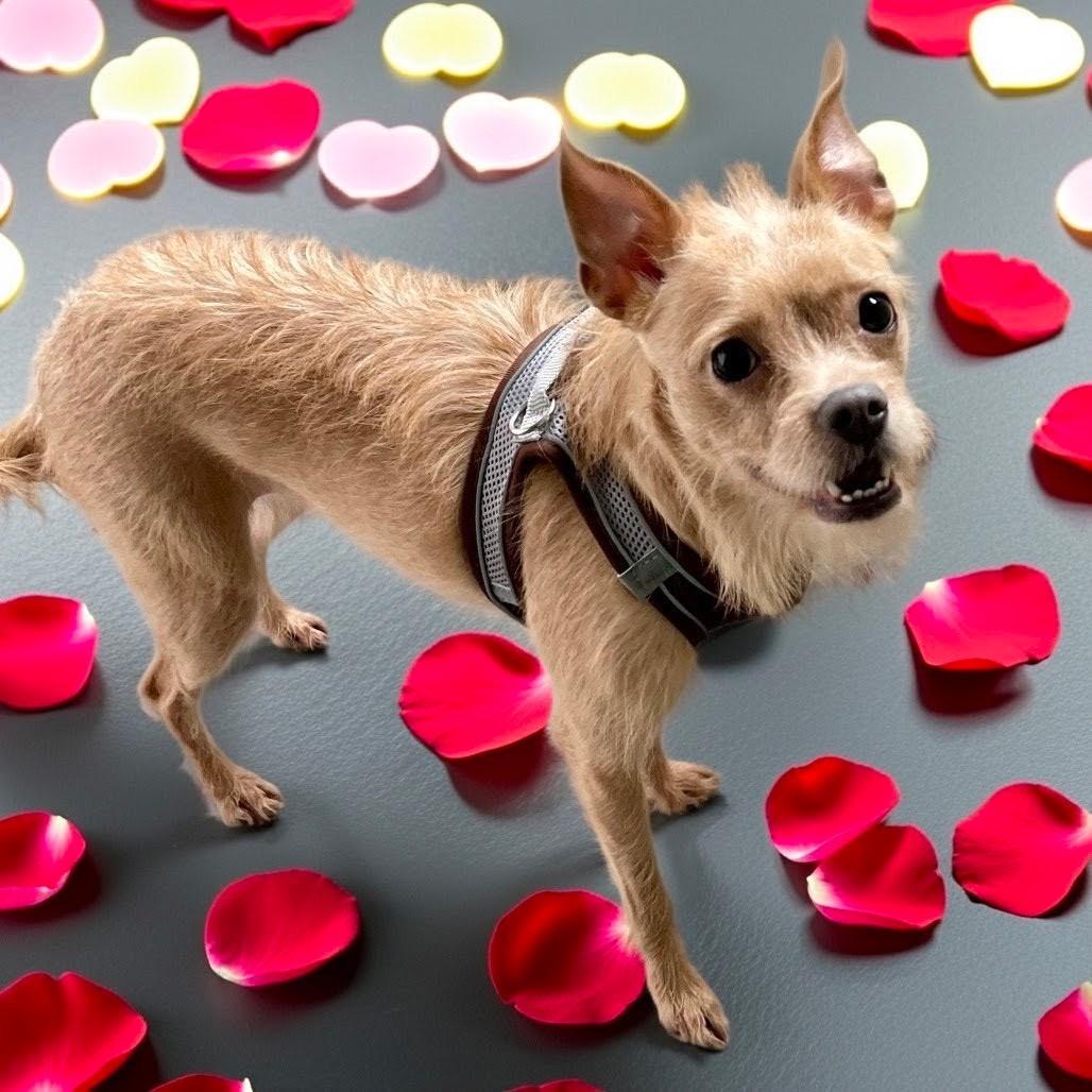 Enlarge ECHO, a Adoptable mixed breed in Graham, WA image 3/6
