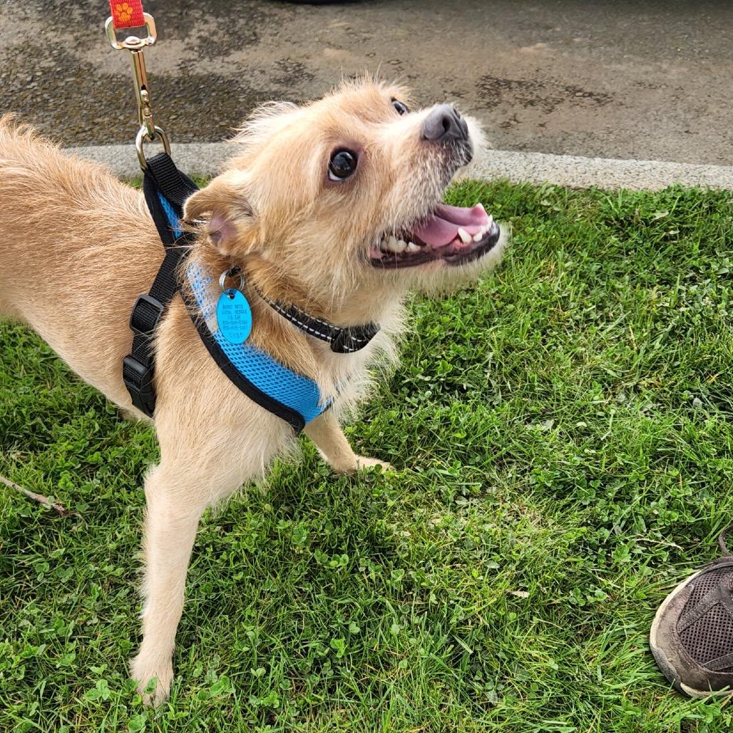Enlarge ECHO, a Adoptable mixed breed in Graham, WA image 1/6