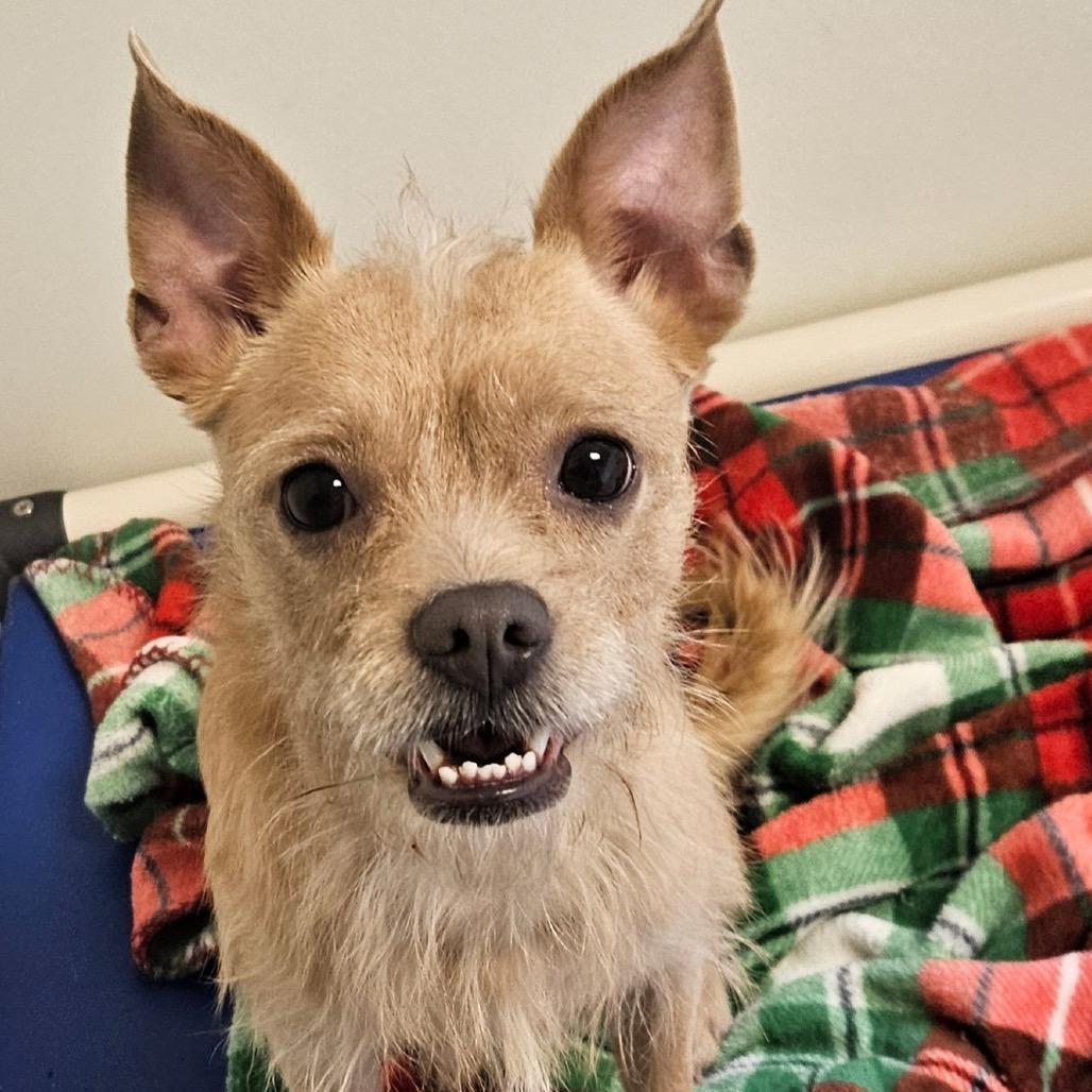 Enlarge ECHO, a Adoptable mixed breed in Graham, WA image 2/6