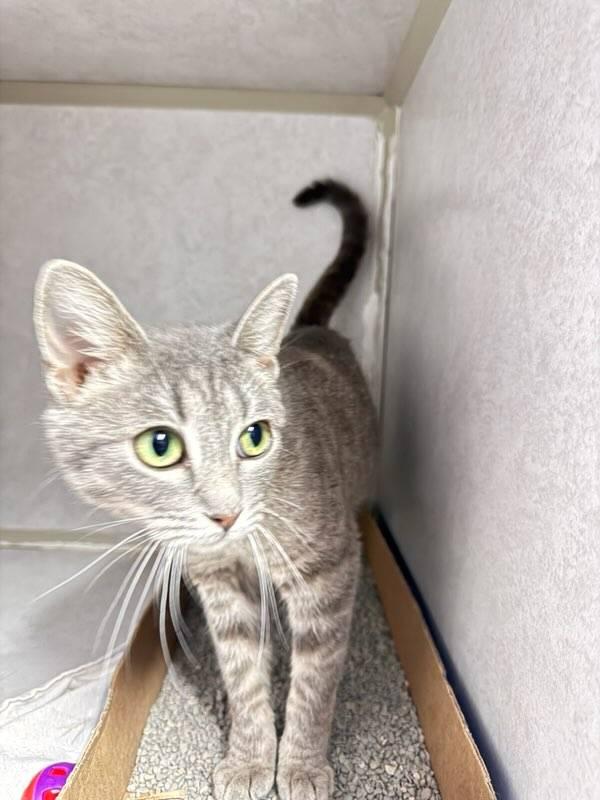 Enlarge Mars, a Adoptable Domestic Medium Hair in Knoxville, IA image 1/2