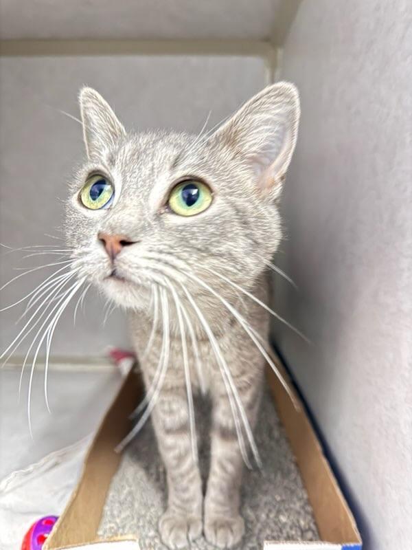 Enlarge Mars, a Adoptable Domestic Medium Hair in Knoxville, IA image 2/2